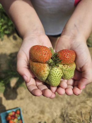 Butterfly Strawberry