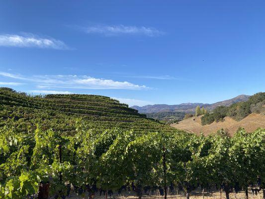 Napa Valley - September 28, 2021 beautiful afternoon!