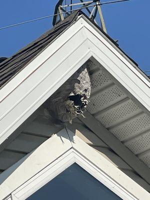 Hornets nest on a cabin