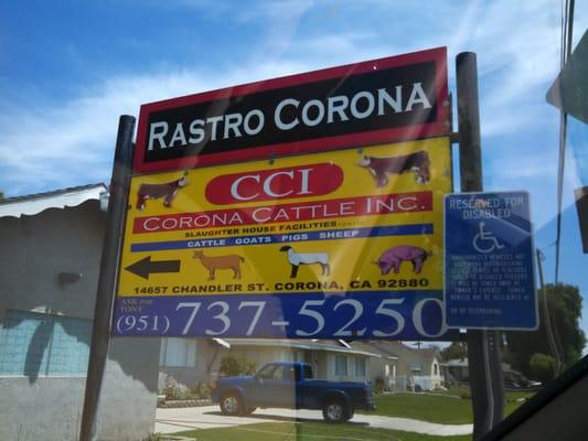 Corona Cattle