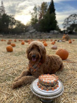 Rickey Ranch Pumpkin Patch