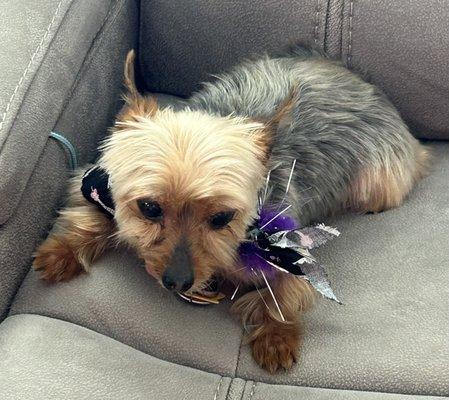 Our Yorkie