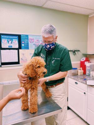 Dr. Leland checking Teddy the golden doodle's heart during his puppy wellness exam.