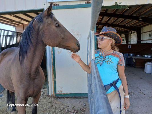 The horse that made me fall in Love with horses,  Balta