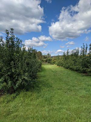 Tree Licious Orchards