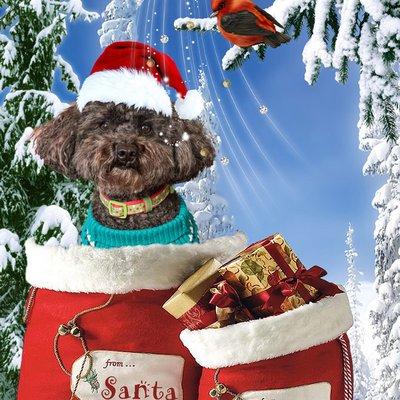 Holiday Pet Portraits