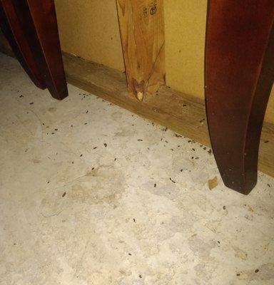 Just a small portion of the mouse droppings that were all over the floor.