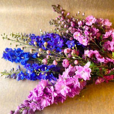 Gorgeous locally grown delphinium