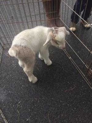 One day old baby goat, my heart melted