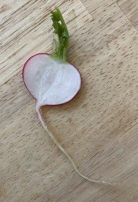 First radish in April!