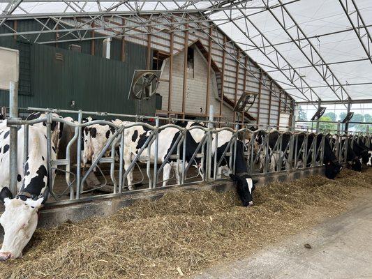 Happy cows