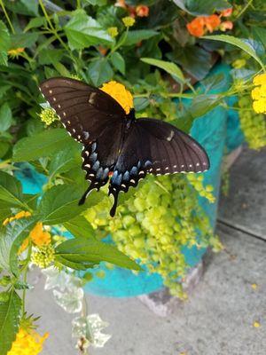 Beautiful butterfly visitor