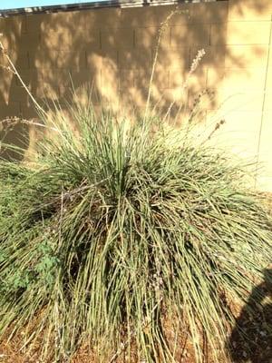 This bush has been untrimmed for a year and has a wild milkweed vine encroaching on it, which needs to be removed and killed.