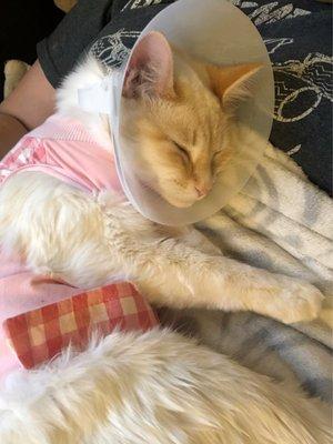 Post-surgery snuggles