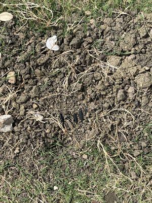 He just swept enough dirt on it to look like it was buried.