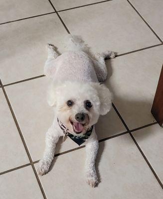 Freshly groomed and cold tile!