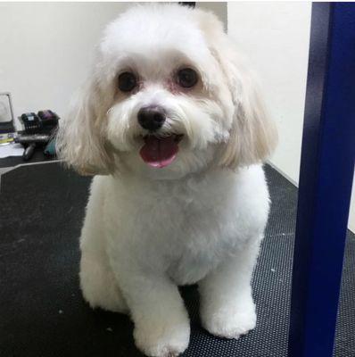 Grooming done by Gia, our wonderful groomer