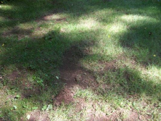 Lawn torn up by zero-turn mower