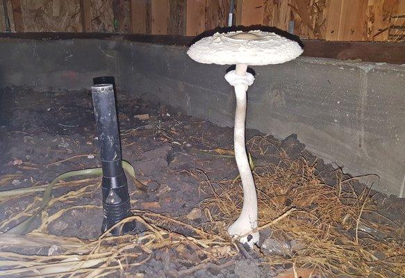 Crawlspace giant mushroom