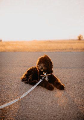 We got our dood groomed by Betty just in time for our engagement photos! He stole the show!