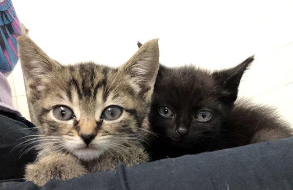 Kittens