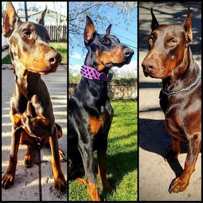 Rocky Mountain Dobermans