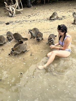 Hungry wild raccoons all over the island