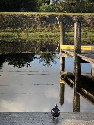 Boat ramps not just for boats. Ducks like to launch from them too.