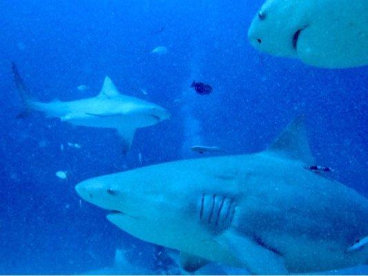 Bull shark dive Playa del Carmen