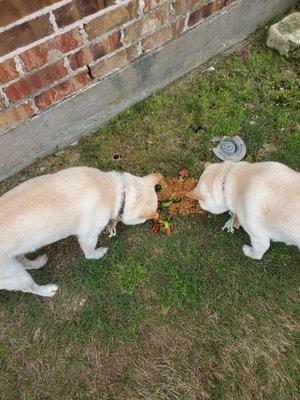 Goody Chinese food. I gave it to my dogs.