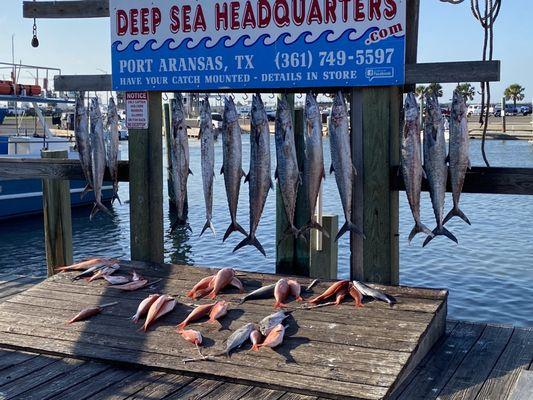 Complete catch for the ship, including those caught by crew, wife & buddies.