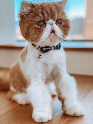 Our spiffy little guy after visiting Mary at Meow Cat Grooming