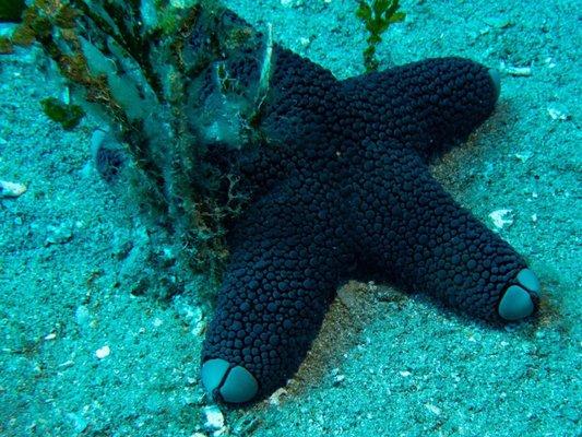 Toenail Starfish