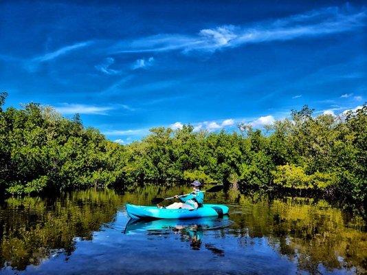 Touring the mangroves