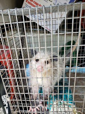 Baby opossum humanly caught and removed