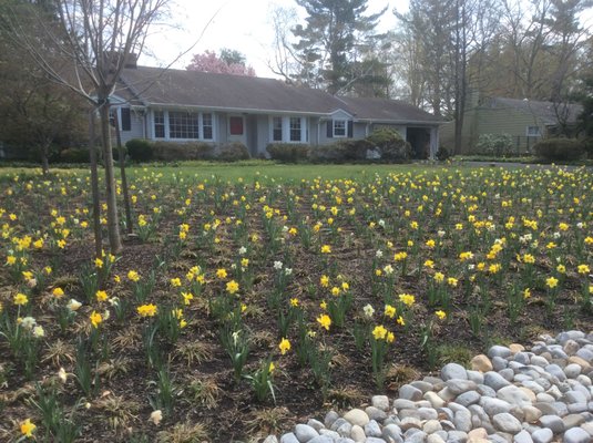 Liriope and bulb planting w/stone edge