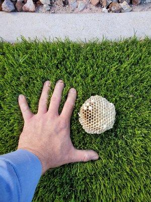 Size comparison of another wasp nest.