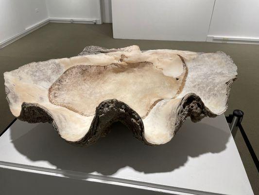 Actual clam shell on display