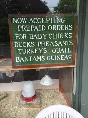 For all your baby chicks and ducks needs