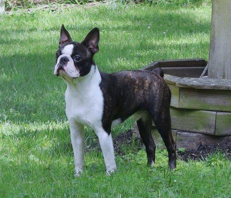 Maverick our stud Boston Terrier 15 lbs