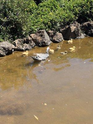 Recused swans and ducks in the pond built on the farm.