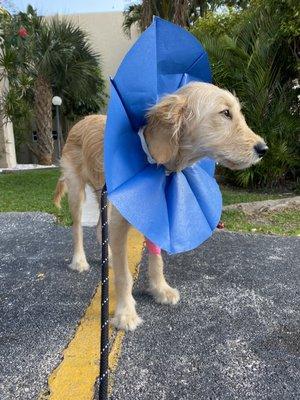 This cone is literally made of paper. Do yourself a favor - before your pet has surgery, buy elsewhere and save yourself $40.