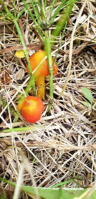 Some mushrooms I found!