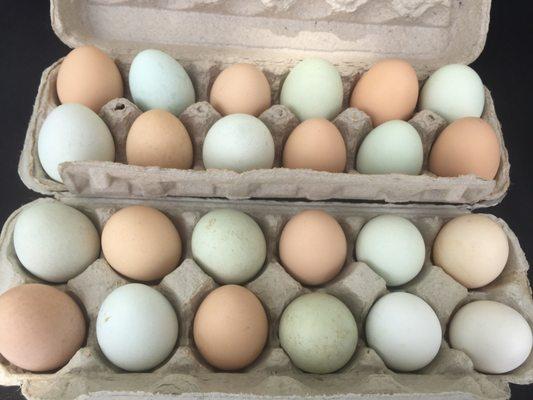 Farm fresh eggs