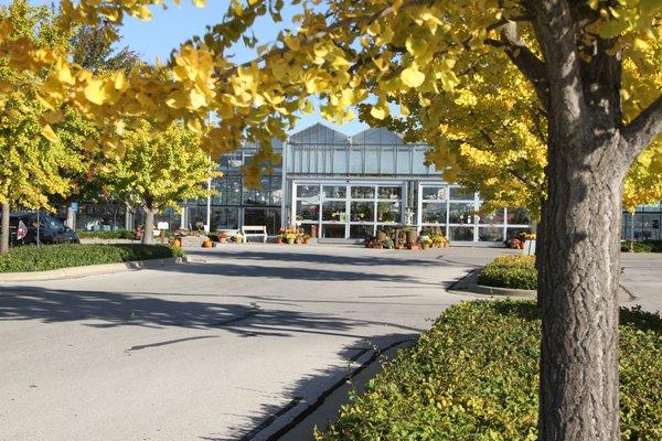 Our ginkgo trees turn such a pretty yellow in the Fall.