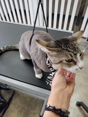 Our professional groomers can accommodate fussy cats and give beautiful grooming!