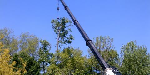 Tree Service