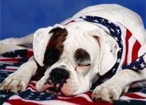 Patriotic Boxer