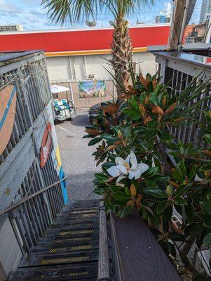 Magnolia bloomin' on the way up the stairs.