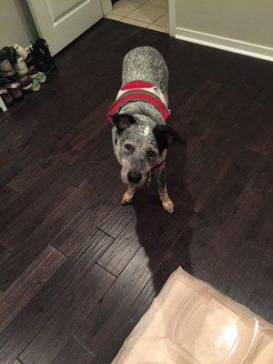 Ajax patiently waits for his dog bone treat!